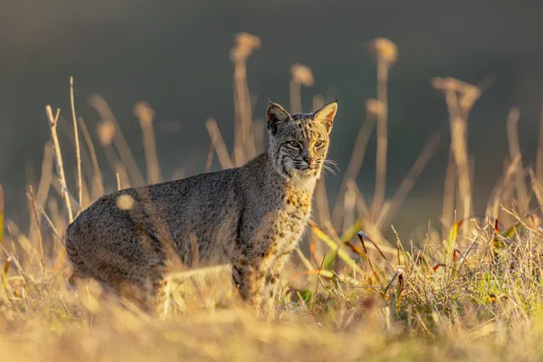 Standing at Attention thumbnail