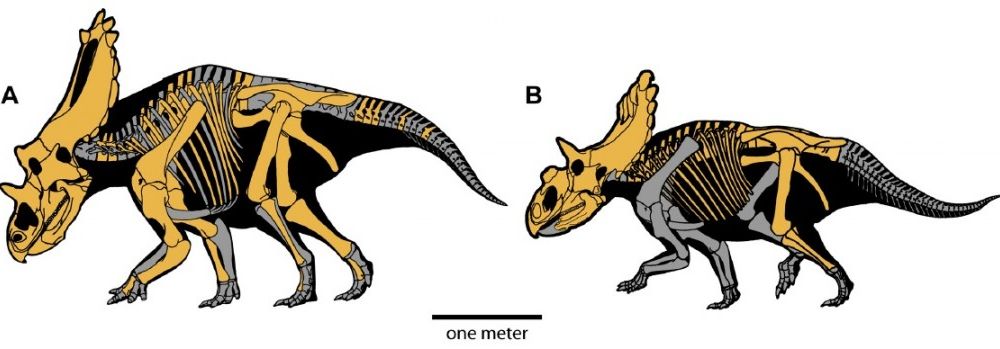 20110520083240utahceratops-kosmoceratops-skeletons-1024x349.jpg