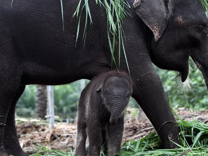 Save the Sumatran elephant habitat | Smithsonian Photo Contest