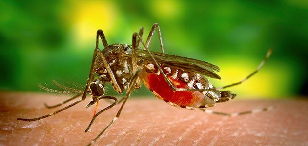 Aedes aegypti mosquito