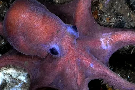 An octopus in the eastern Pacific