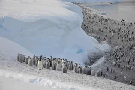 Emperor penguins are the largest penguins in the world, but they&#39;re at risk of disappearing because of human-caused climate change.
