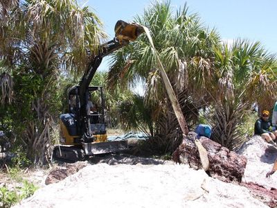 The excavation of the whale specimen from the “slime pit” in Florida.
