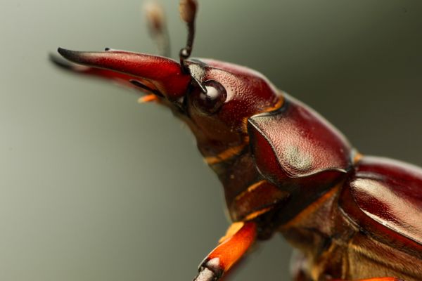 Reddish-Brown Stag Beetle thumbnail