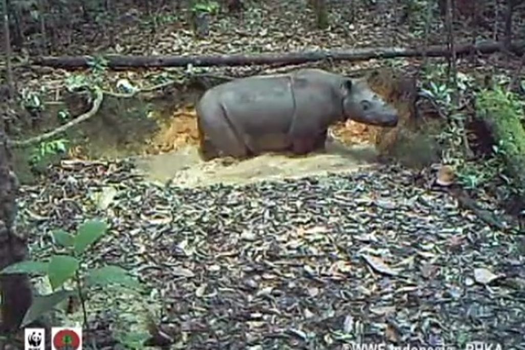 20131007013026rhino.jpg