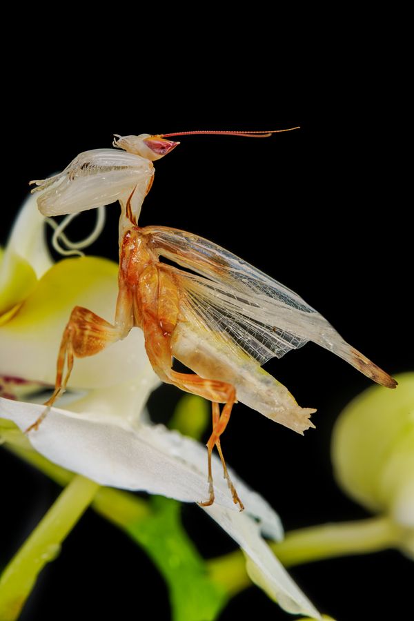 Harmony in Bloom — Orchid Mantis on Orchid thumbnail