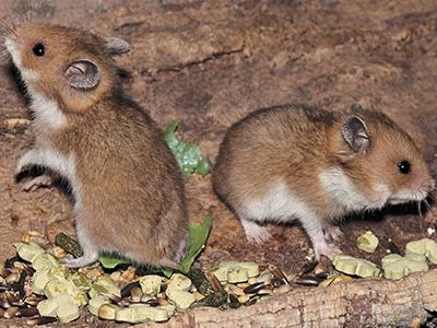 Upon discovering Mr. Saddlebags, Aharoni gave them the name, oger. We know them, in English, as the Syrian hamster or, because it is now the most common hamster in the world, simply the hamster.