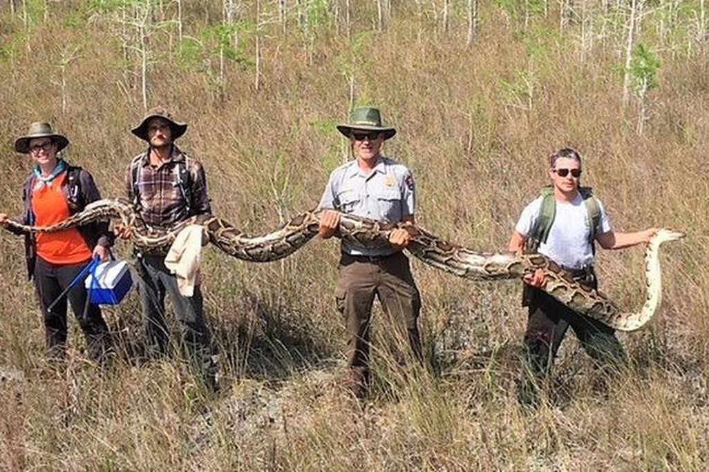 Big Cypress python.jpg