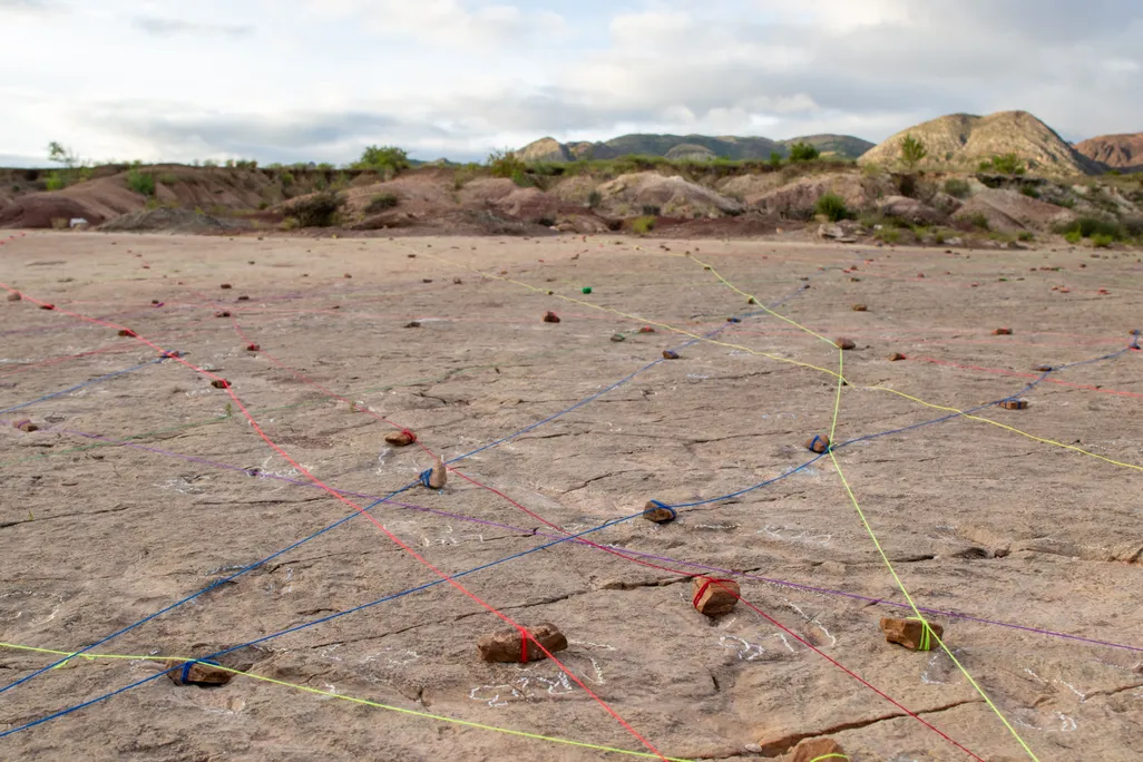 exposed dinosaur tracks marked by yarn