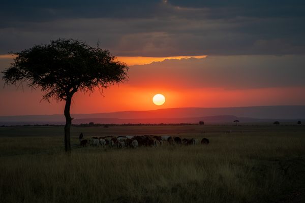 Golden Hour in Maasai Mara thumbnail