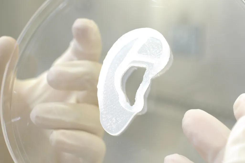 An image of a clear 3D printed ear resting in a petri dish