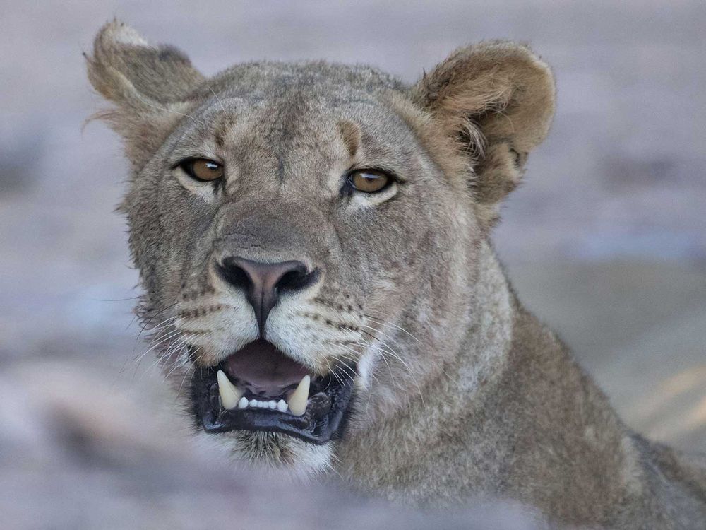 In Namibia, Lions Are King of the Beach