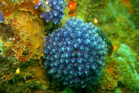 Clavelina puertosecensis, a species of tunicate, taken by Shih Wei, a student of the Tunicates course at the Bocas del Toro Research Station, in Panama. Experts teach courses and create instructional videos on how to collect, preserve and observe marine invertebrate groups. (Credit: STRI)