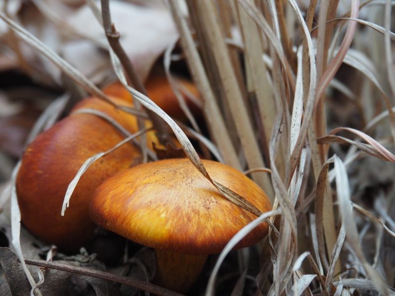Orange mushrooms in fall Smithsonian Photo Contest Smithsonian Magazine