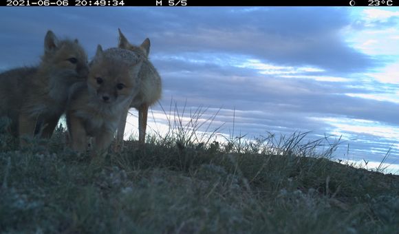 Swift fox pups huddled together at dusk on Montana's grasslands