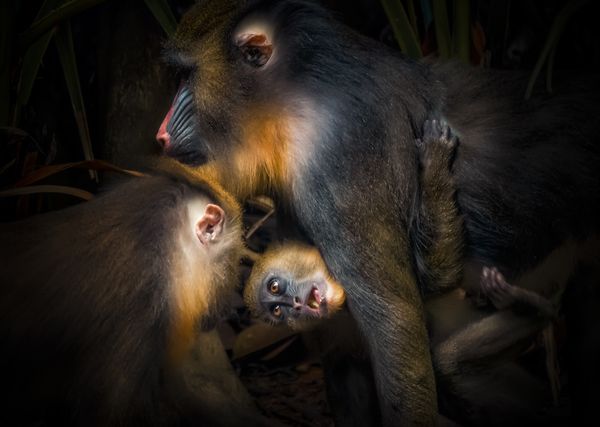Baboon family thumbnail