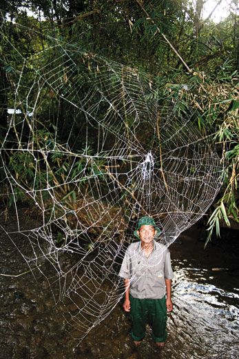 bark spider