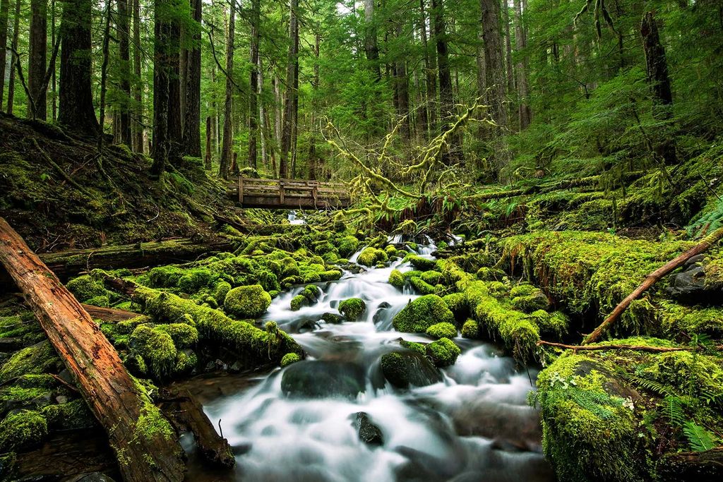 Stream In Washington
