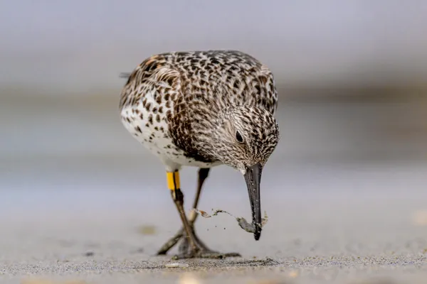 Coastal Detective thumbnail