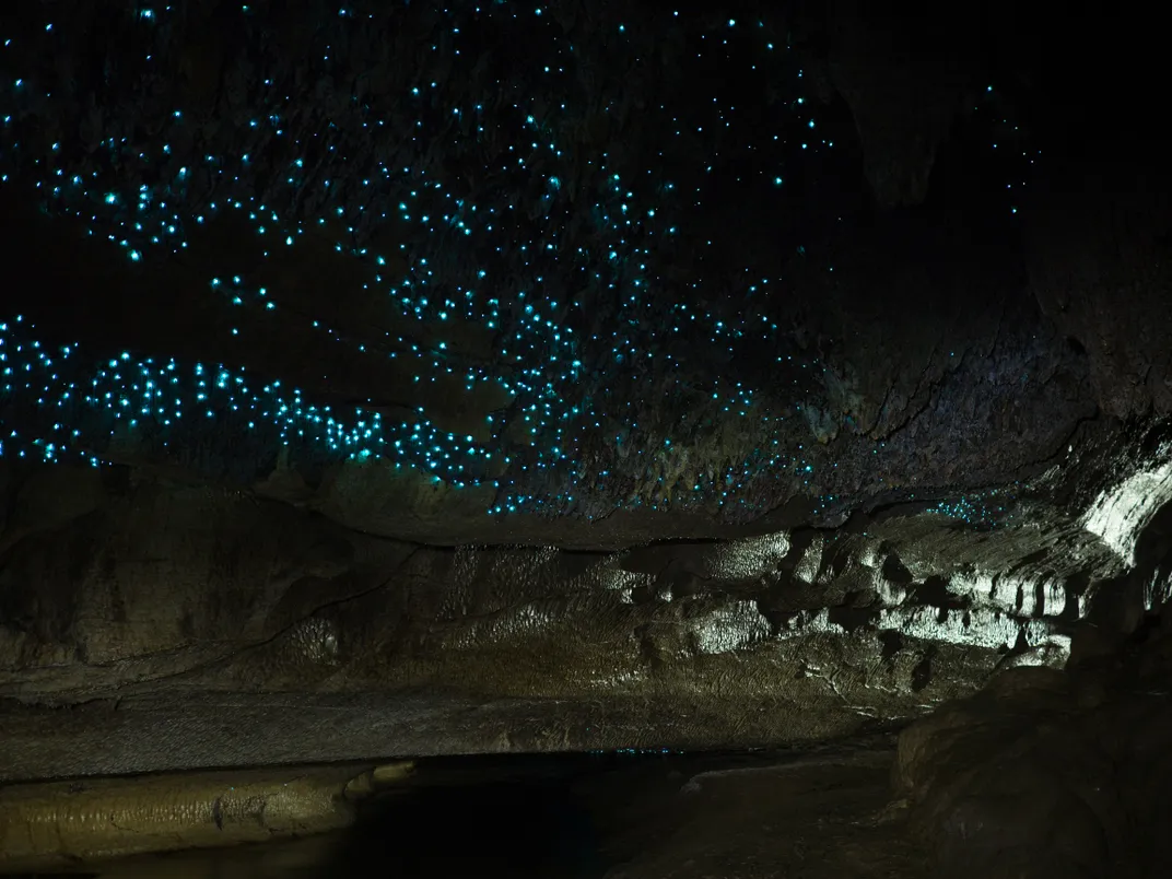 Glowworms in Waitomo Caves