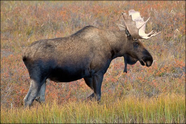 A moose in Alaska’s Denali National Park and Preserve.