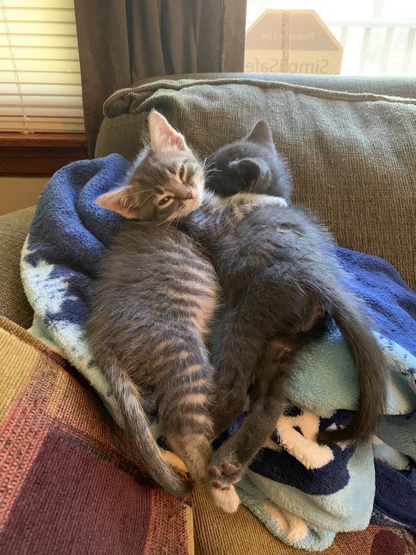 Brother Kittens Hugging thumbnail