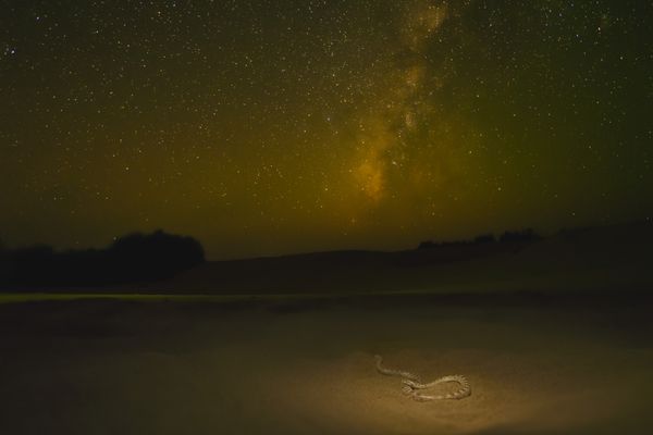 Serpent Beneath the Stars thumbnail