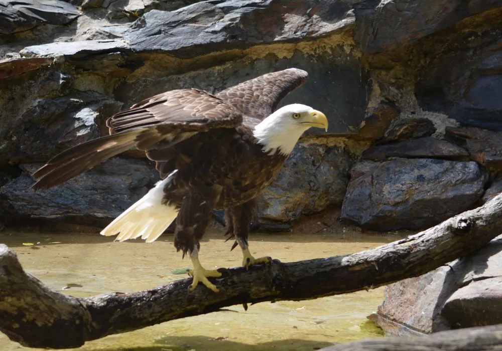 Bald eagles are native to the United States, but caring for them is a unique and rare opportunity. Every bald eagle in human care, including Annie pictured here, is a rescue.