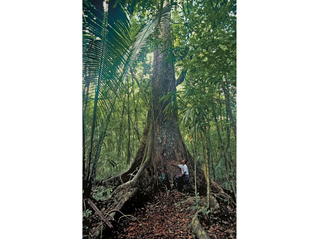 The Legend of 'The Tree,' a Mythic Source of 500-Year-Old Mahogany