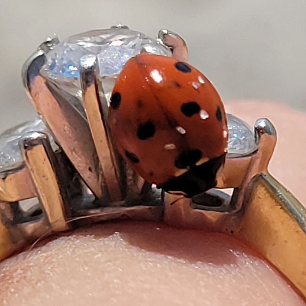 Diamonds are a ladybug's best friend thumbnail