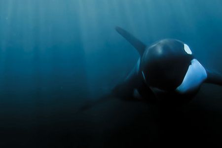 Scientists have found increasing evidence that culture shapes what and how orcas eat, what they do for fun, even their choice of mates.