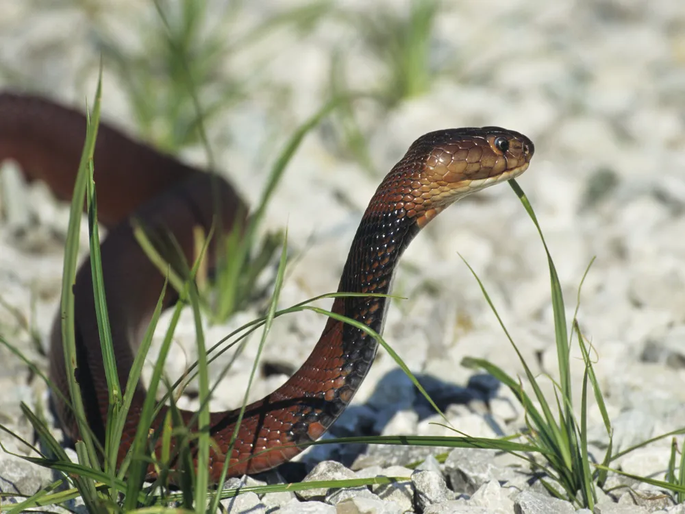 A snake with its head raised in sparse grass on the ground