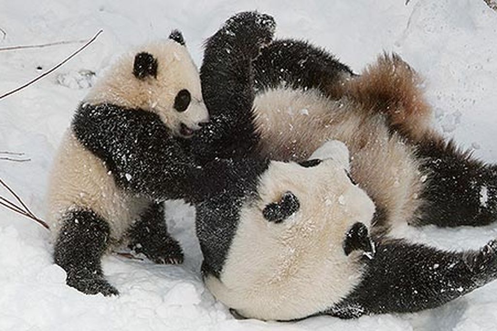 Tai Shan playing in the snow