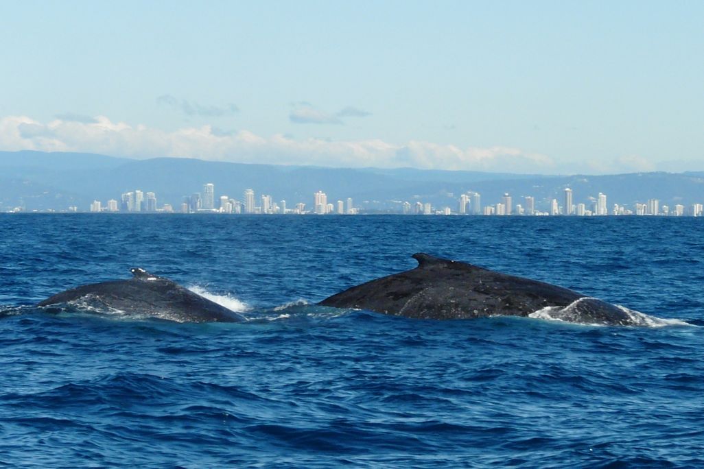 whale