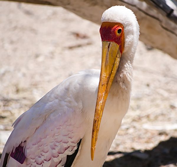 Painted Stork thumbnail