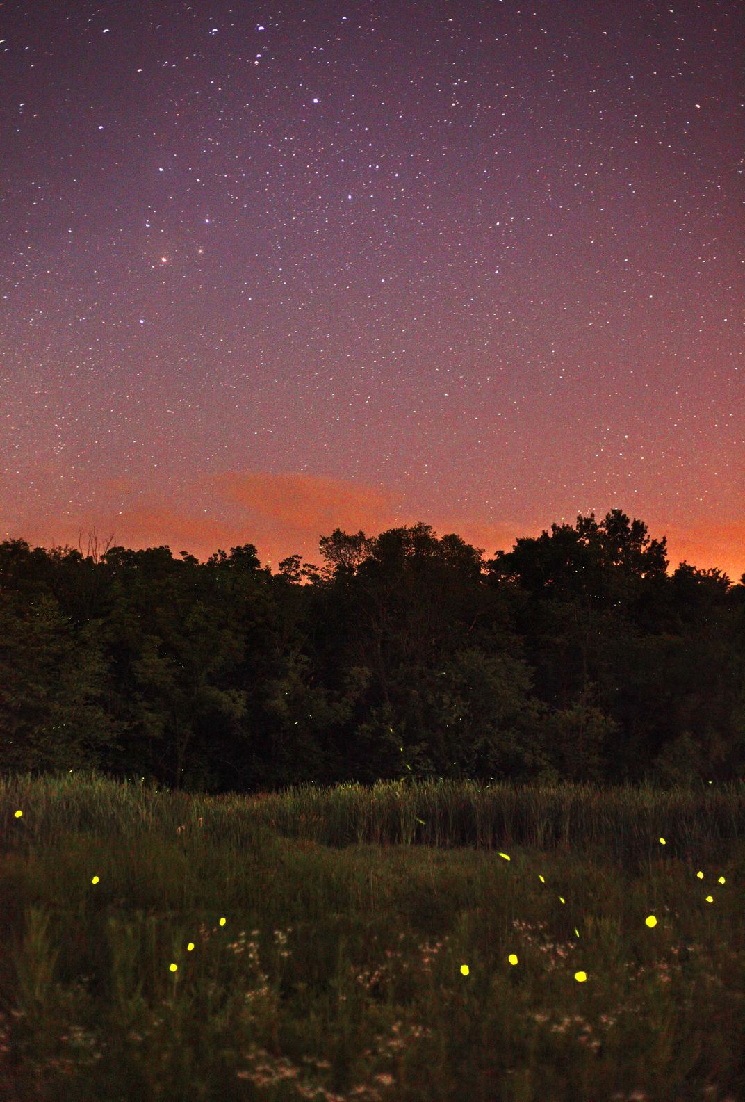 fireflies-and-stars-smithsonian-photo-contest-smithsonian-magazine