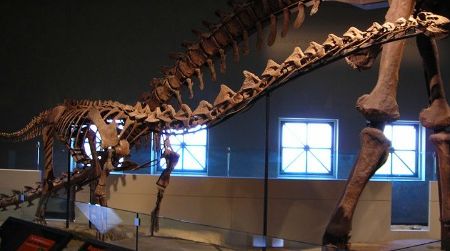 A reconstructed skeleton of Rapetosaurus on display at the Field Museum of Natural History in Chicago.