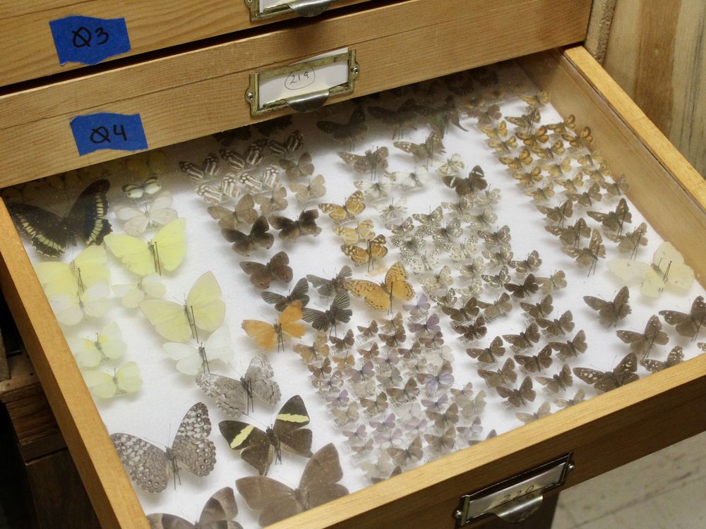 A Bounty of Butterflies Arrives at the Smithsonian | Smithsonian