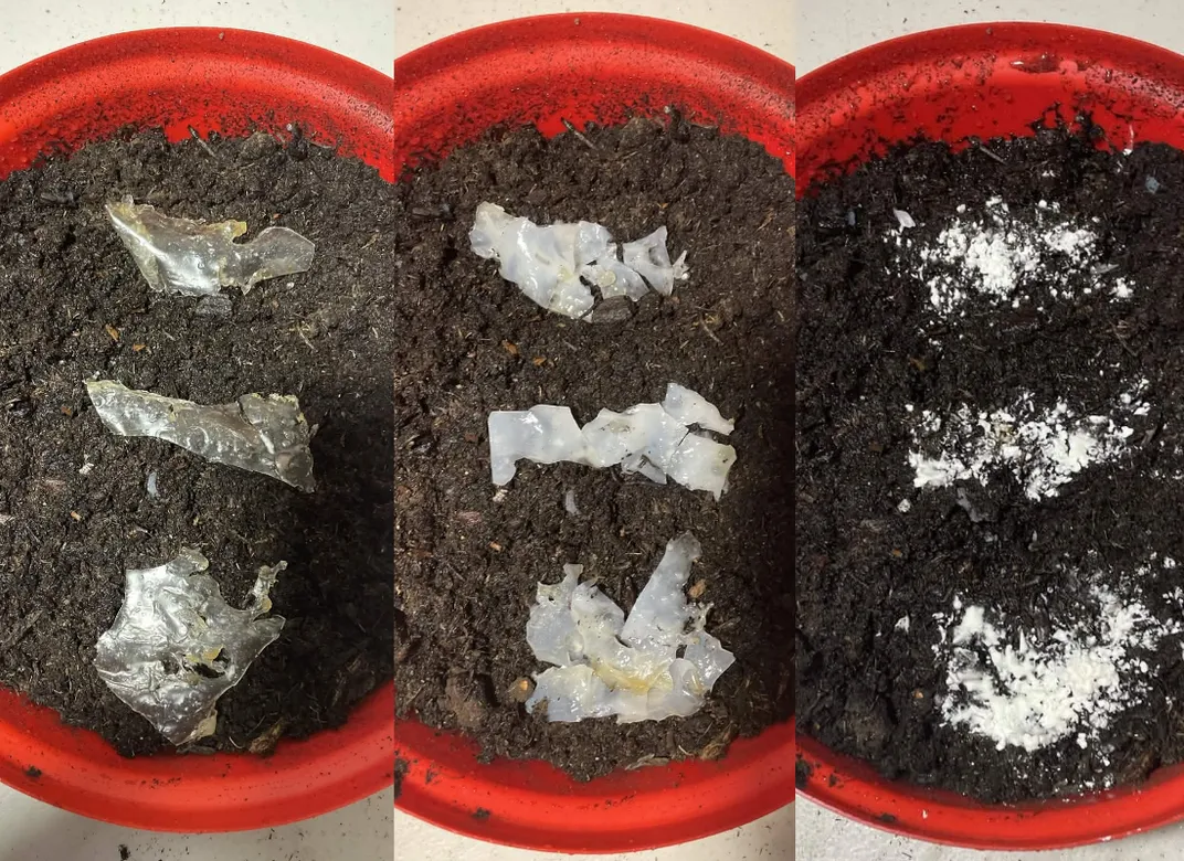 This High Schooler Invented a Plant-Based Plastic That Removes Microplastics From the Environment as It Biodegrades
