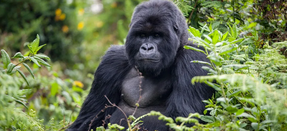  Large gorilla, Volcanoes National Park 