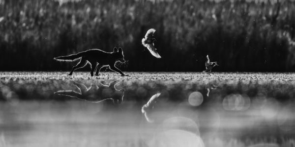 Tale of the fox and the redshank thumbnail