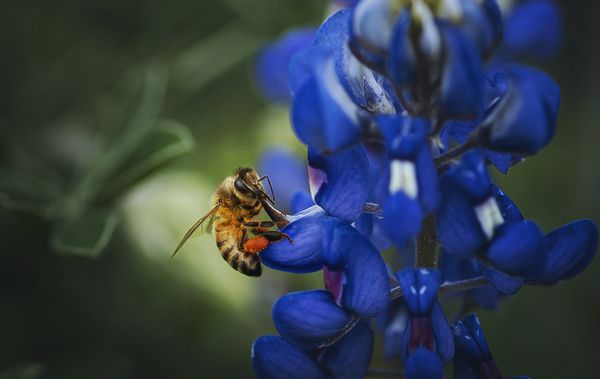 Bee in a Bluebonnet thumbnail