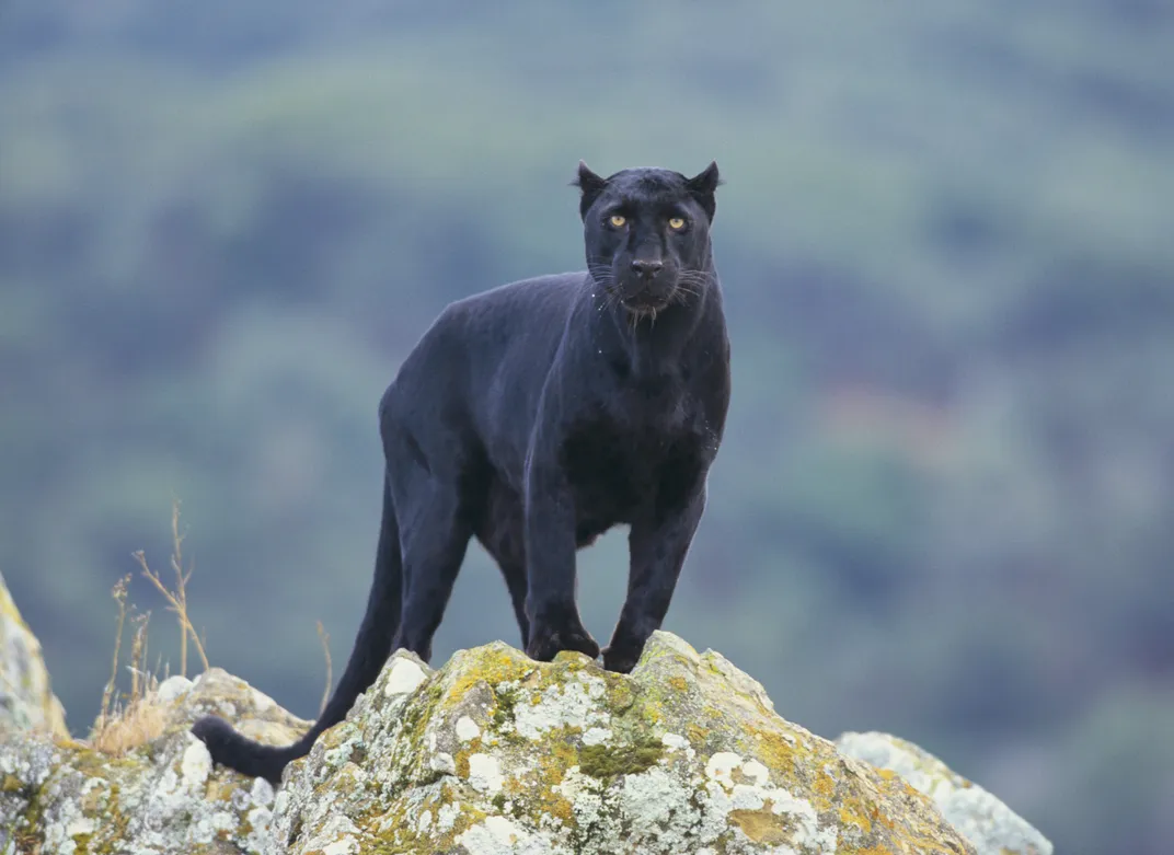 panther scientific name