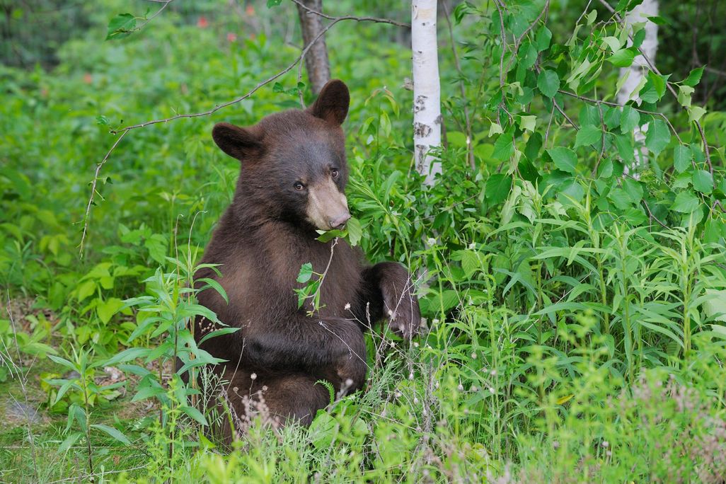Black Bear Eating Plants