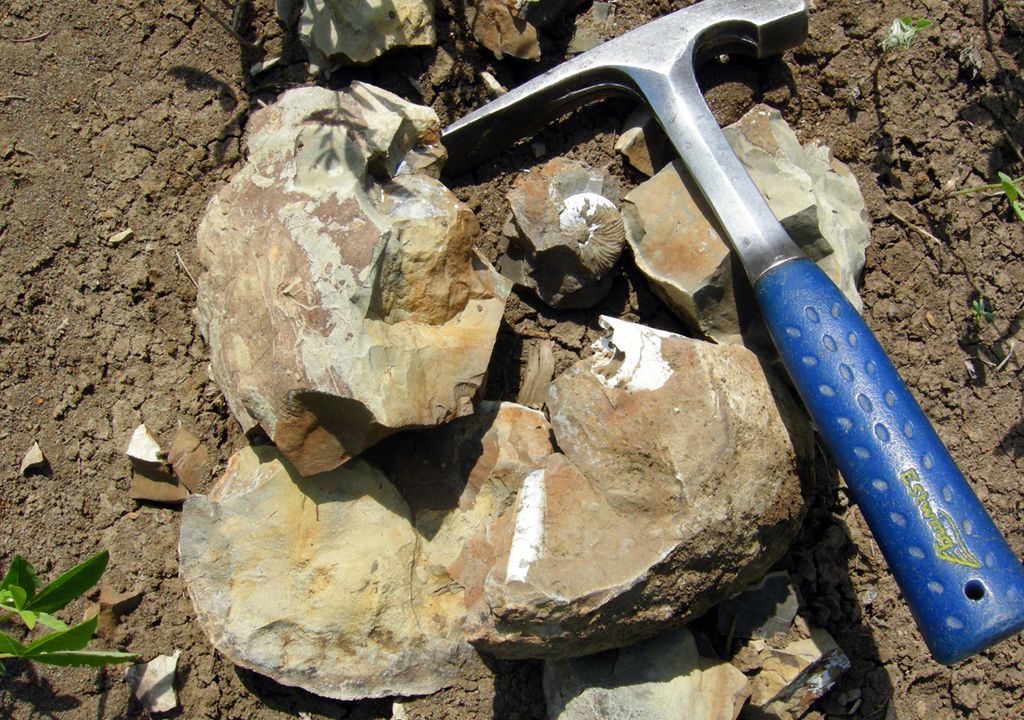 Scientists Are Putting Tens of Thousands of Sea Fossils ...