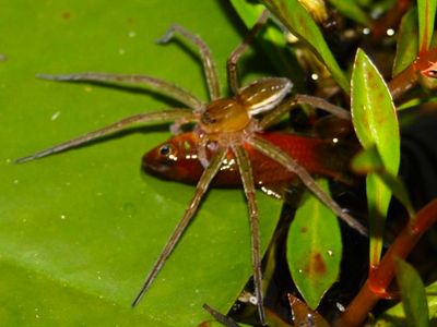 A fishing spider enjoying a tasty platyfish that it snatched from a garden pond in Australia. 