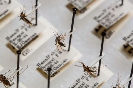 The Smithsonian’s National Mosquito Collection has about 1.9 million specimens from around the world that researchers use to study diseases like malaria. (Paul Fetters for the Smithsonian)