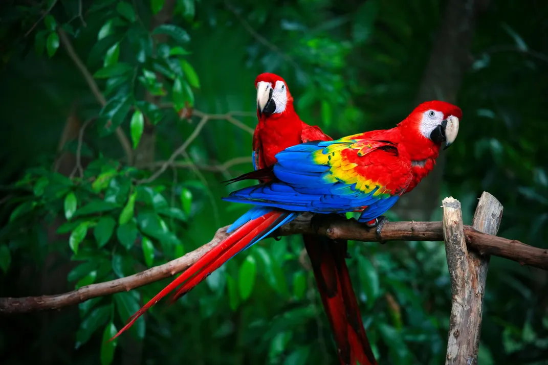 14 Fun Facts About Parrots: They Can Sing, Use Tools and Live a Long, Long Time