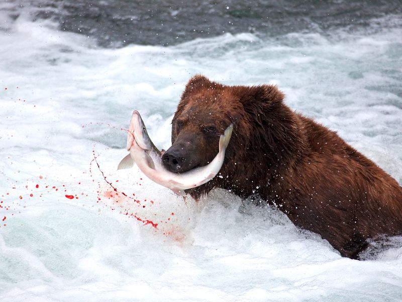 grizzly bear has it leaked