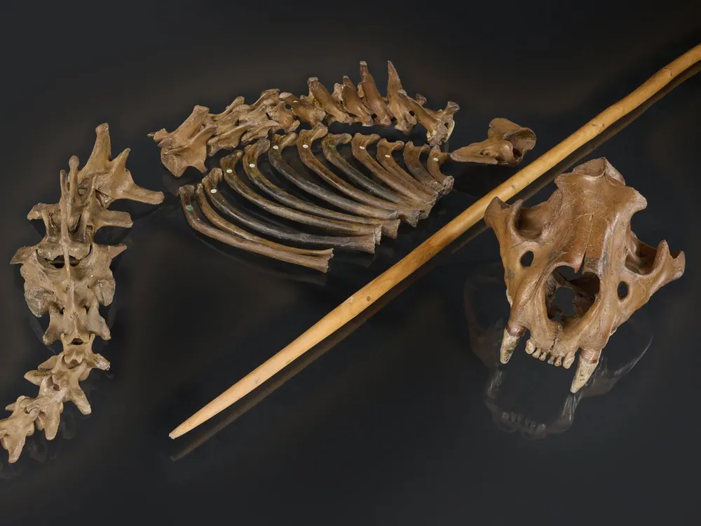Lion Skeleton With a Spear Replica